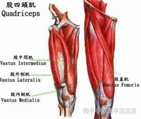 膝关节疼痛，如何训练才是解决的关键！