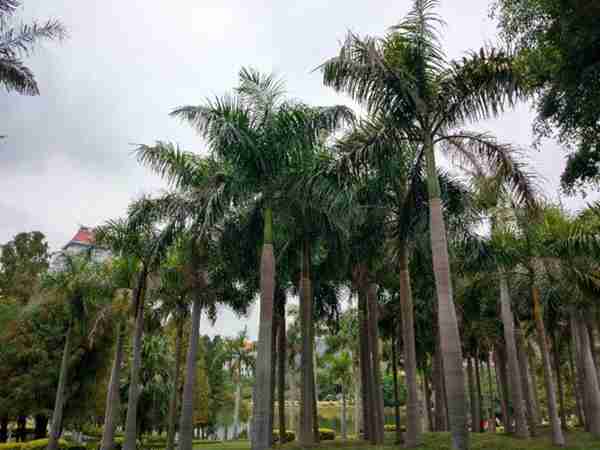 福建自由行之带儿子看看厦门大学