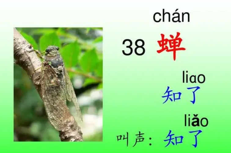 蝉是怎么发声的(蝉发声原理)