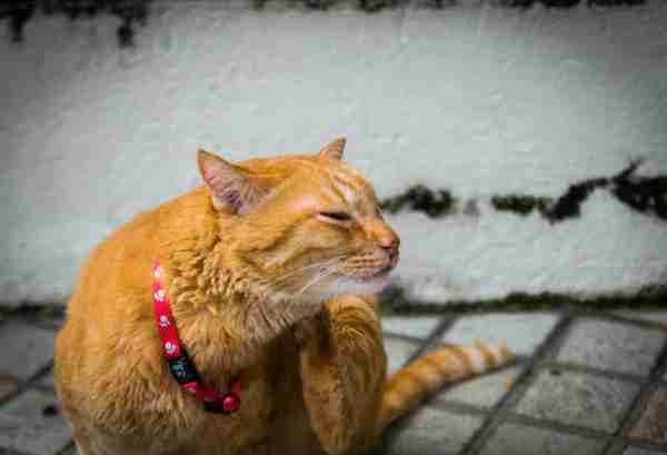 猫跳蚤会引发的4种疾病，得用这4种方法消除，你家猫有过跳蚤吗？