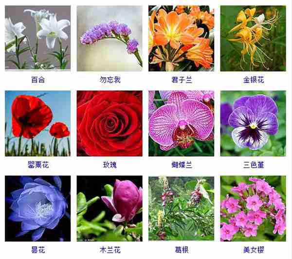 六瓣花的名称以及图片图片