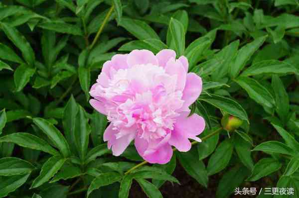 非常经典的句子：他山之石，可以攻玉，他人之事，我事之师