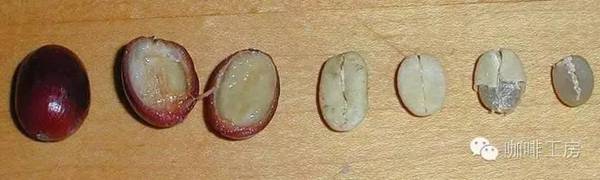什么是蜜处理法（Honey Process）？