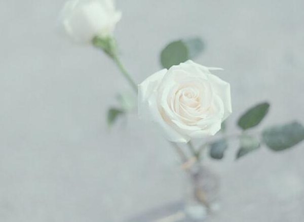 白色玫瑰代表什么寓意（白色玫瑰花语是什么）