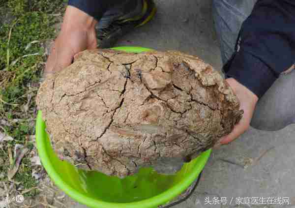 太岁是什么东西（太岁有什么神奇作用）