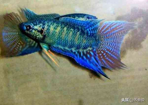 新手养鱼什么鱼好养？这儿有3种给你选，养死都难