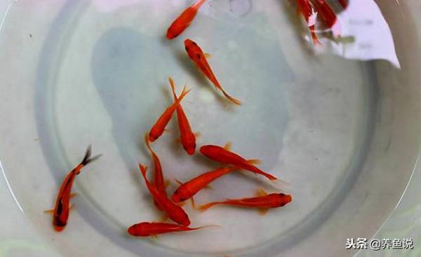什么鱼最好养最赚钱（新手养鱼注意事项）