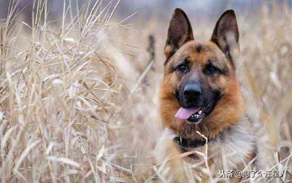 什么狗最听话最忠诚？十大对主人最忠诚的狗排名！你家爱犬排第几