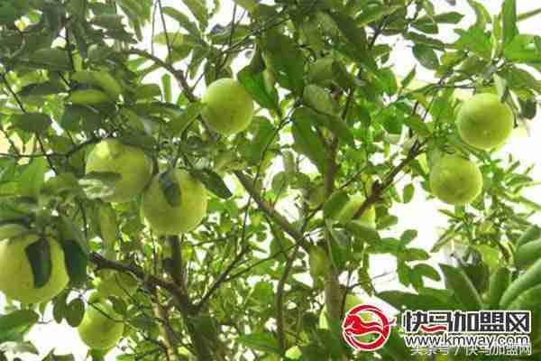 农村种什么比较赚钱？这三样东西利润惊人