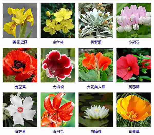 夏天养什么花好，这里有两百多种夏天开的花儿，总有几种适合你