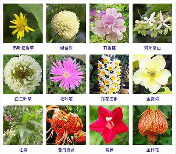 夏天养什么花好，这里有两百多种夏天开的花儿，总有几种适合你