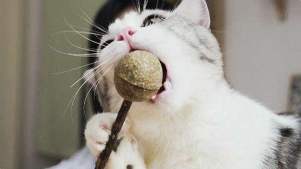 猫薄荷是什么品种，和我们平时常见的薄荷有什么区别？该怎么养护