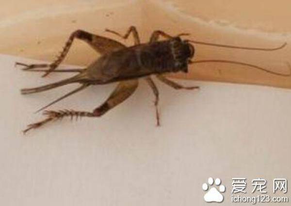 蛐蛐吃什么能养活？教您养蛐蛐技巧
