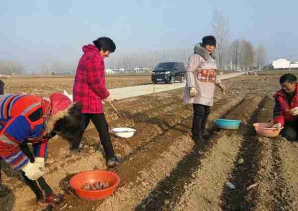 长沙农村种殖什么产品好（湖南地区种植什么前景较好）
