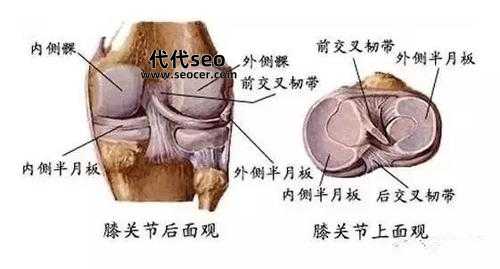 半月板是什么原因引起的（半月板是什么位置）