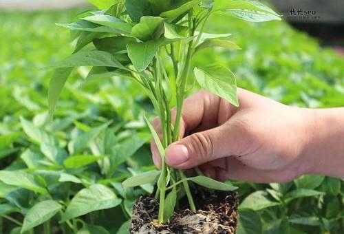种植业什么最赚钱(可以卖出好价钱)