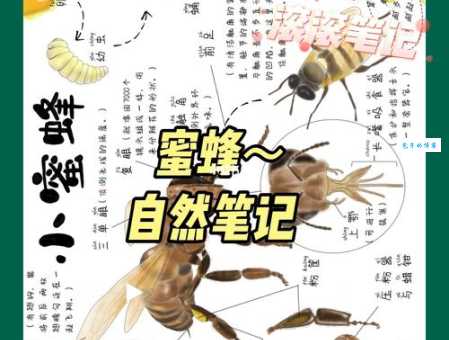 蜜蜂的知识有哪些？  这些有趣的蜜蜂知识你知道吗？