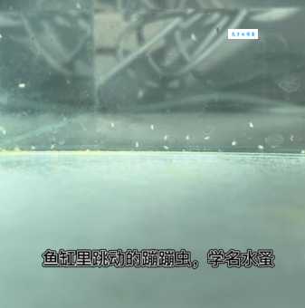 水蚤怎么养？水蚤培养的详细步骤