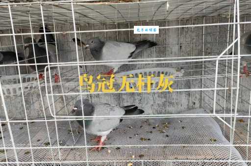 鸽子的养殖成本高吗？这样养鸽更省钱！