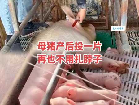 母猪产后护理全攻略，母猪产后恢复就靠它！