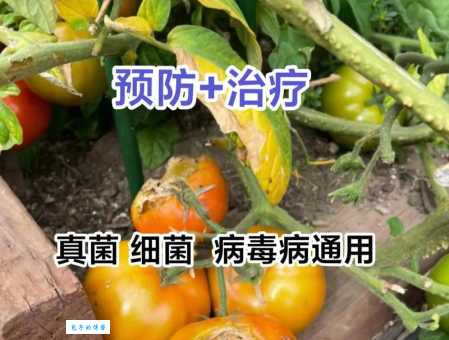 番茄主要病虫害咋防治？老农分享实用技巧！