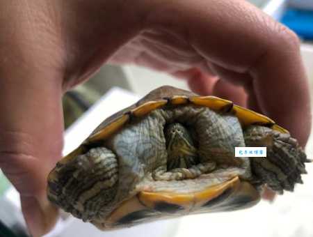 乌龟浮肿了怎么办？不同原因浮肿的解决方法！