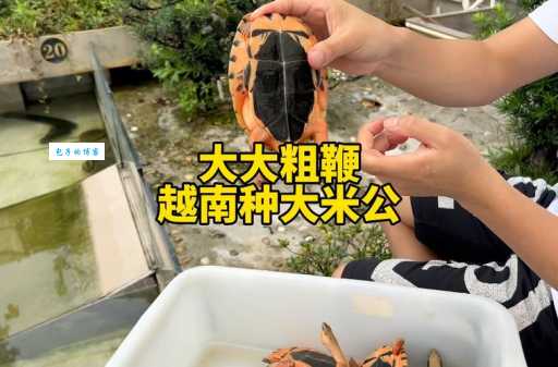 金钱龟孵化技术怎么学？掌握这些技巧轻松搞定