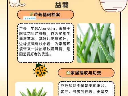 家庭芦荟的养殖方法分享，手把手教你养芦荟！