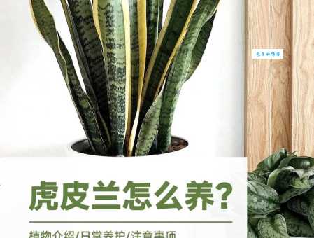培虎皮兰怎么养不烂根？浇水施肥是关键！