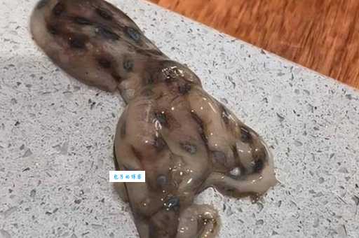 蓝环章鱼有多毒？毒性比眼镜蛇还要强好几倍！