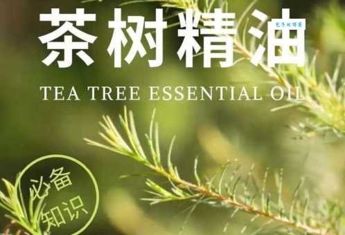 茶树精油怎么用效果好？这几个用法要知道！