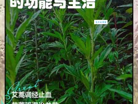 艾蒿是什么植物？有什么作用和功效？