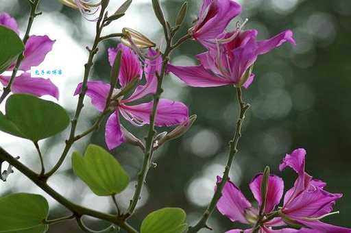香港的市花是什么？这种花背后有什么故事？