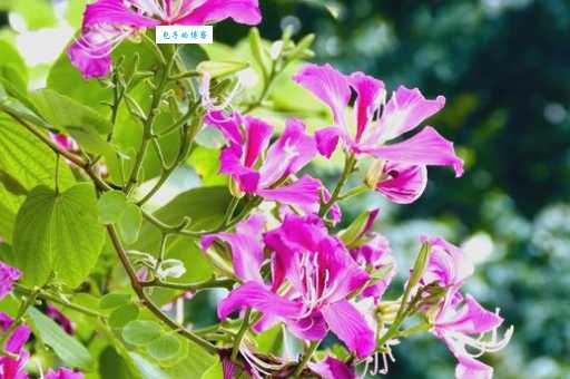 香港的市花是什么？这种花背后有什么故事？