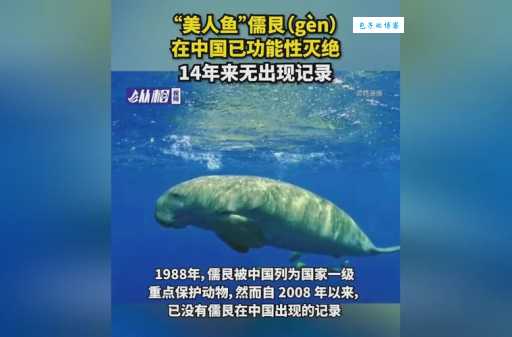 儒艮怎么读？rú gèn发音及美人鱼传说