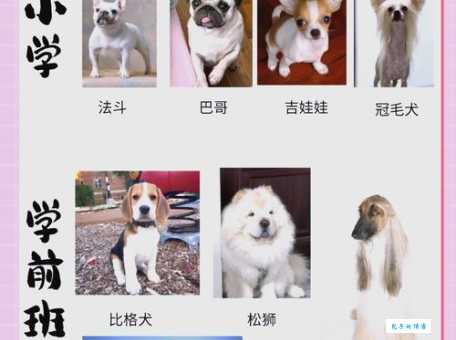 “汪星人”到底指什么？宠物狗的可爱称呼