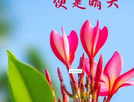 揭秘你若安好便是晴天经典语录的来源和含义，值得一看！
