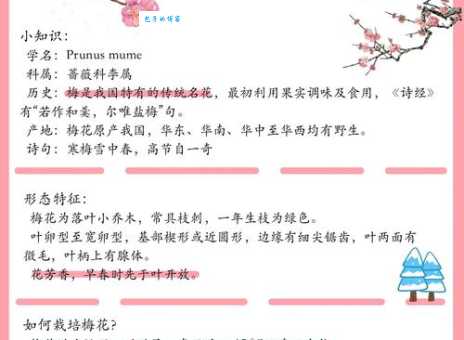 暗香疏影指的是什么花？一文带你了解梅花的独特魅力