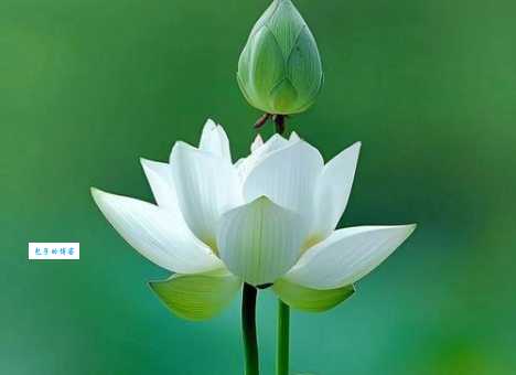 白莲花什么意思形容人？网络流行语揭秘白莲花的真正含义