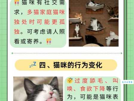 好奇害死猫什么意思？详解这句谚语的起源和含义