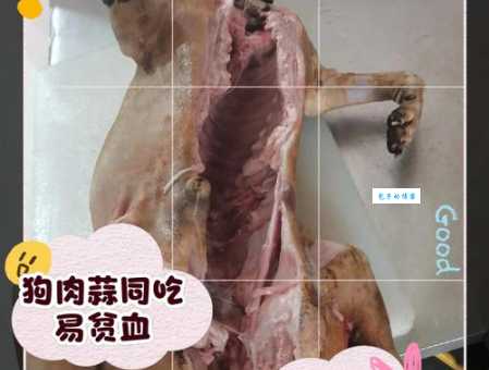 狗肉搭配什么食物会中毒？详解狗肉相克食物