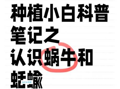 蚰蜒读音是什么？教你轻松读对这个名字