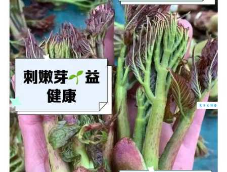 嫩芽是什么意思？植物嫩芽的含义及例句详解