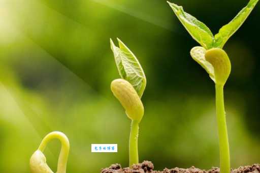 嫩芽是什么意思？植物嫩芽的含义及例句详解