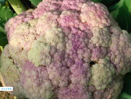 花椰菜属于哪个科？揭秘花椰菜的植物学知识