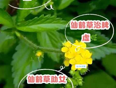 仙鹤草的药用价值：治疗哪些疾病？效果如何？