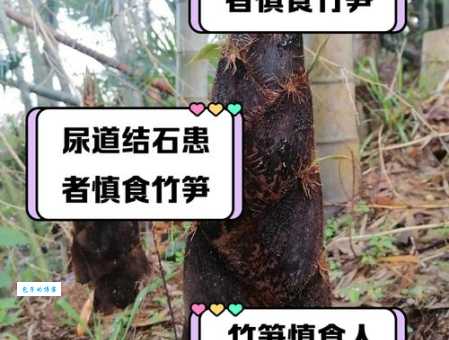 竹笋好吃，但这些人群要少吃！别因贪嘴伤了身体！