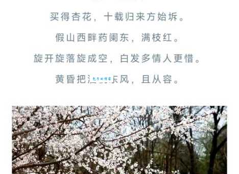 红杏出墙是什么意思？详解红杏出墙的含义和出处