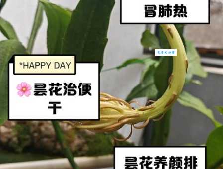 家里养昙花到底好不好？辟谣那些养昙花的误区