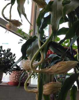 家里养昙花到底好不好？辟谣那些养昙花的误区
